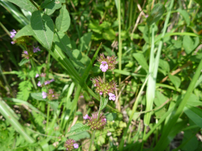 sP1010365.jpg
